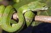 Synthetic protein could be foundation for future anti-venom vaccine