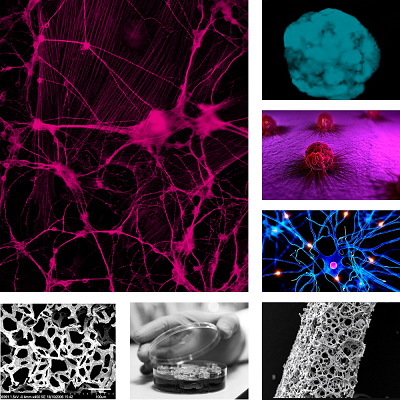Webinar Addresses 3D Cell-Based Models for Regenerative Medicine