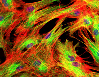 Xeno-free cell culture medium for regenerative medicine research