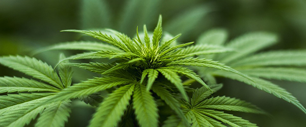 First FDA approval of marijuana-based drug