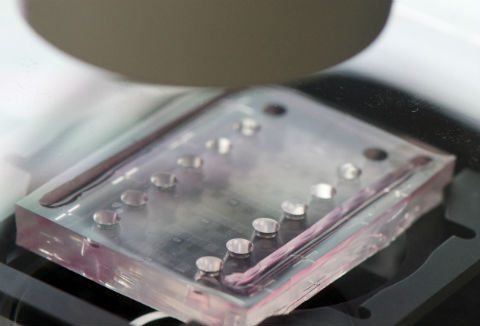 New screening company exploits the latest advances in microfluidics and 3D culture