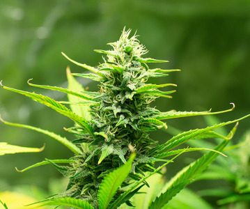 ‘Incredible potential’ of cannabis products in healthcare - CPHI Frankfurt preview