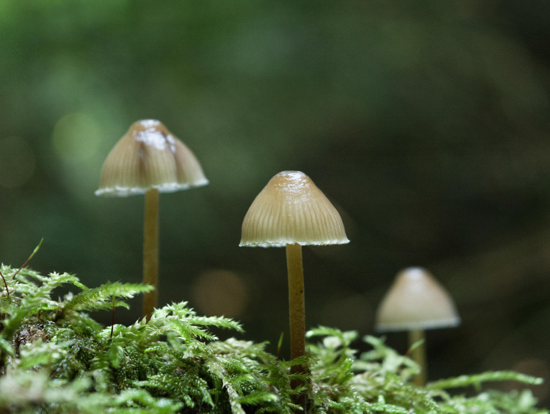 Magic mushrooms could be used to treat mental health conditions