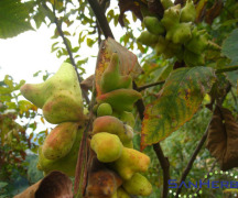 Chinese Gallnuts