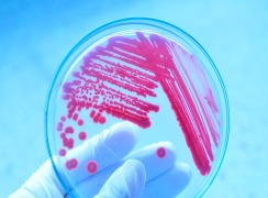 Microbiology & Sterility Testing Services