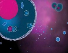 Contract analytical services for Exosomes