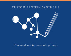 Custom Protein Synthesis