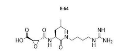 E-64 - Protease Inhibitor