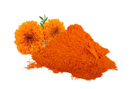 Marigold Flower Extract