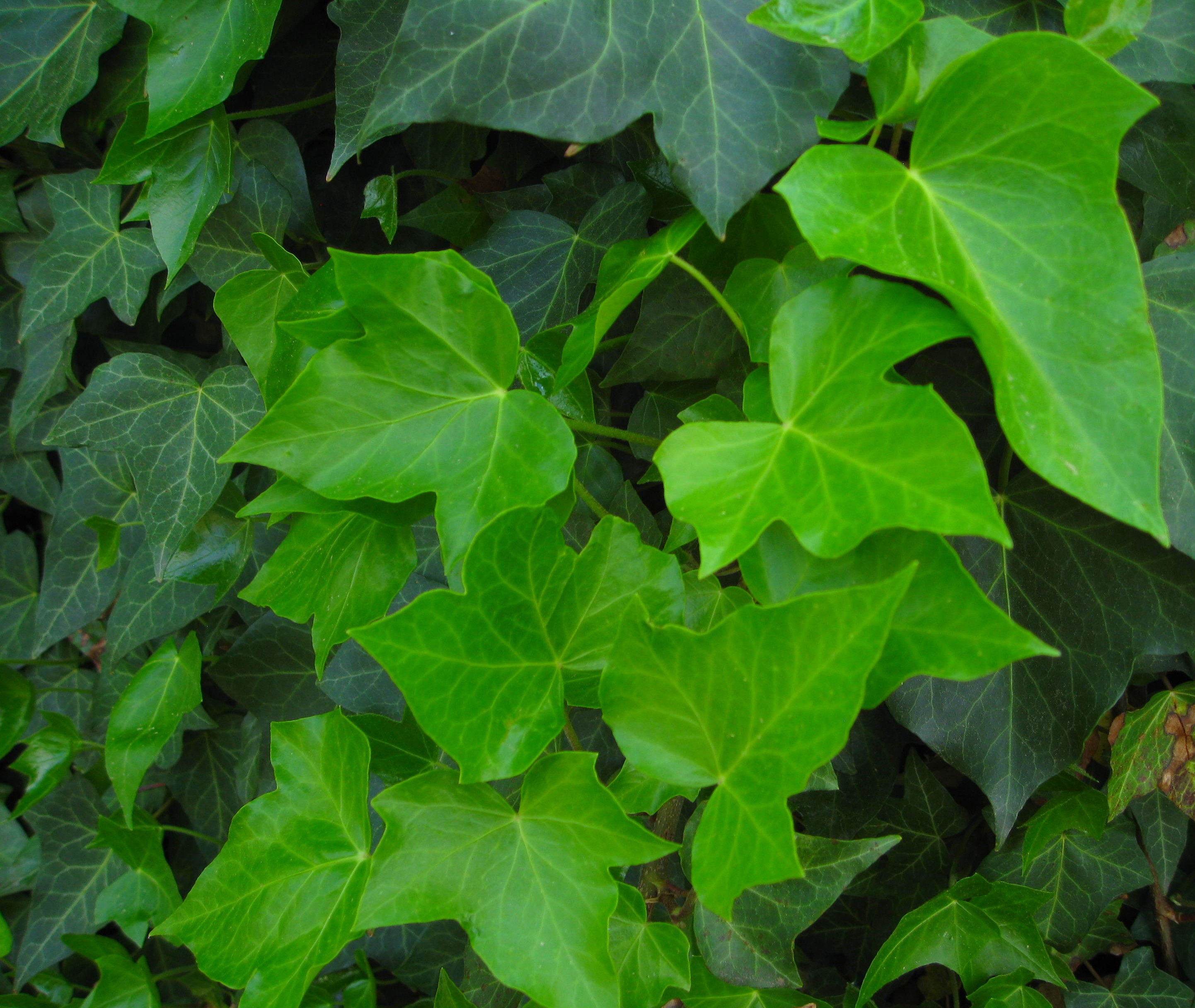 IVY LEAF EXTRACT