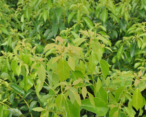 Cinnamomum Camphora (L) Presl