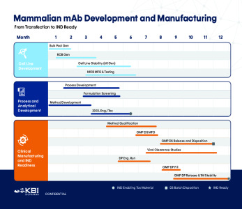 Mammalian mAb Development and Manufacturing
