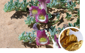 DEVIL'S CLAW EXTRACT