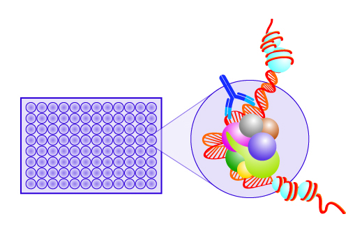 96-Well Chromatin Immunoprecipitation (ChIP) Assay