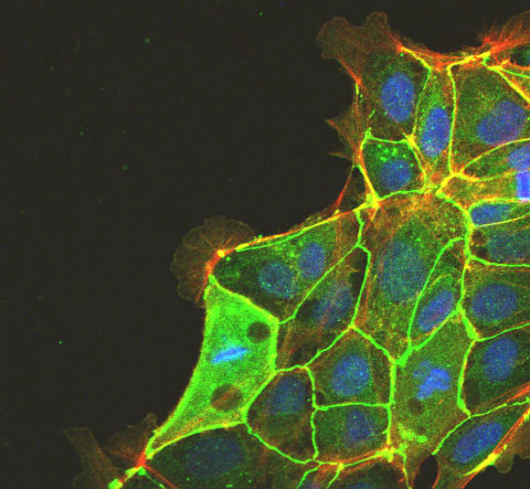 AMSBIO introduces highly efficient substrate for culturing ES/iPS cells