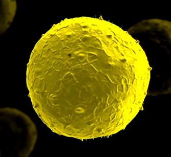 AMSBIO Launches Animal-Free and Endotoxin-Free Stem Cell Factors