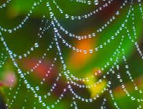 AMSilk Develops Worlds First Man-Made, Scalable Spider Silk Fiber