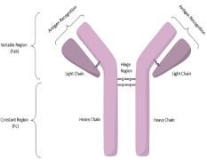 Antibody-drug Conjugates Technology
