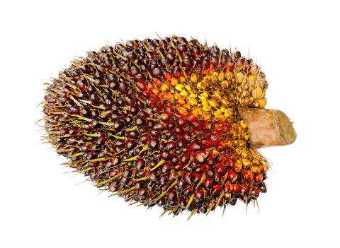 BASF drives sustainable palm with major portfolio switch