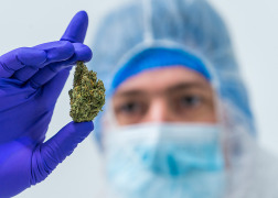 Bedrocan develops new practice for cannabis cultivation