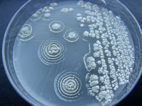 Croda acquires marine biotechnology company