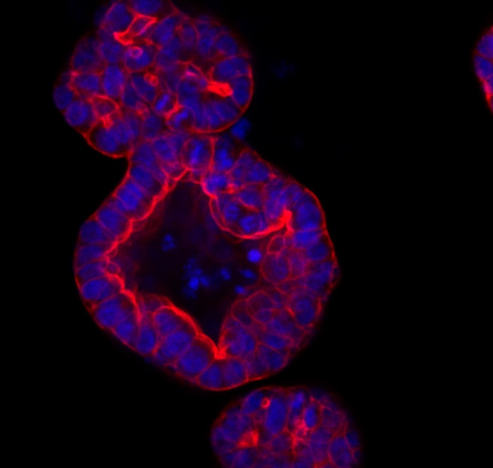 Guide to Organoid Growth