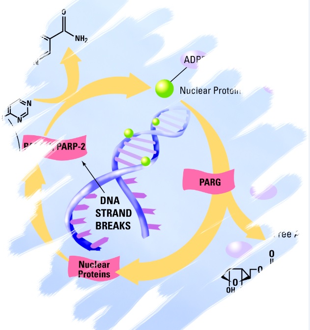 High Throughput PARP in vivo Pharmacodynamic Assay