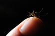 Immunisation strategies for dengue fever improving