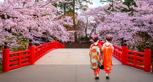 Japan solid dose market predicted to bloom in 2019