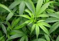 Marijuana users found to have 16% lower fasting insulin levels than non-users