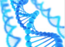 Microarray to be used in human identification