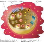 Molecular Devices Introduces EarlyTox Cardiotoxicity Kit