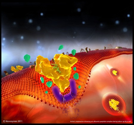 New Findings Demonstrate Technological Advances for Extending Serum Half-Life of Drugs Bound to Albumin