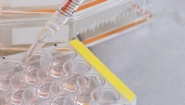 New Stemcell Technologies Products to Advance Pluripotent Stem Cell Research