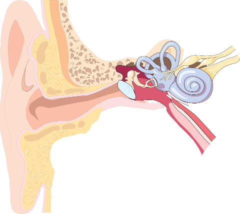 NIH study uncovers clues about why common cancer drug causes hearing loss
