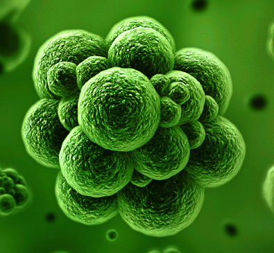 Optimized Basement Membrane Extracts for Organoid Growth and Xenograft Models