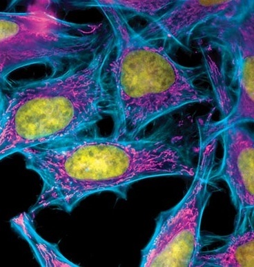 Ready-to-Use Stable Cell Lines