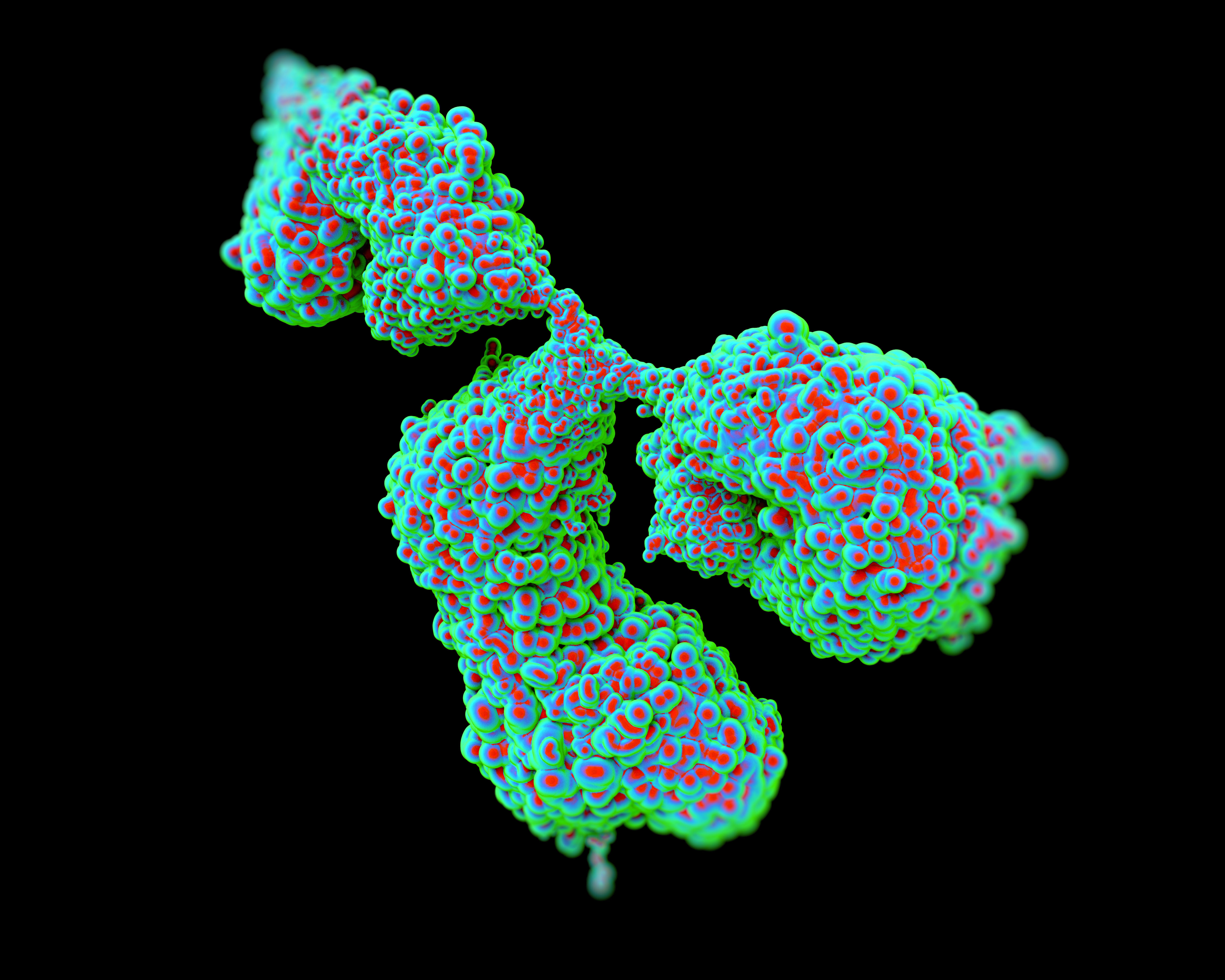 Specificity-Verified Monoclonal Antibodies