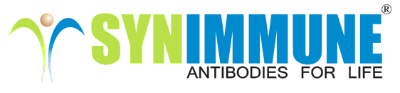 Synimmune initiates FiH study of Fc-optimized antibody Flysyn for the treatment of AML