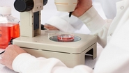 UK Gives Green Light to Embryonic Stem Cell Study