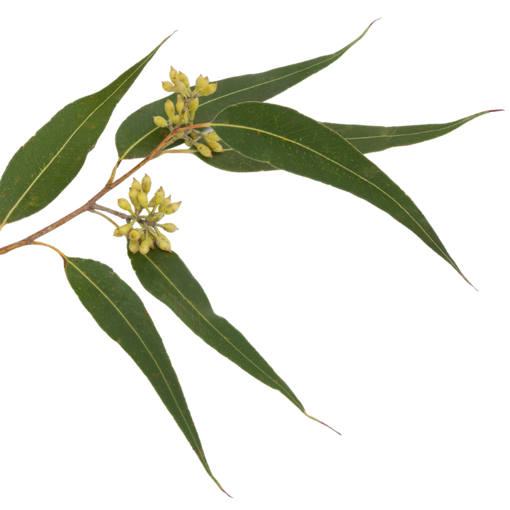 1,8-Cineole