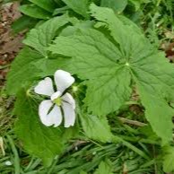 4-Demethyl podophyllotoxin