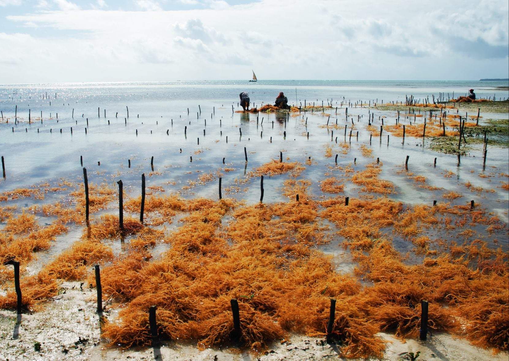 ALGAE CALCIUM VEGCAL TM
