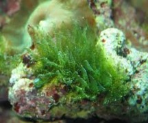 ALGAE CALCIUM