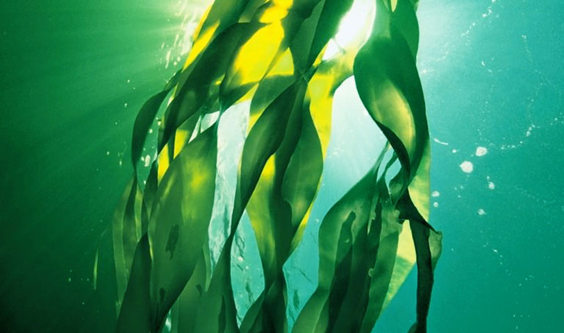 Algalfullife® Omega-3 Fatty Acids