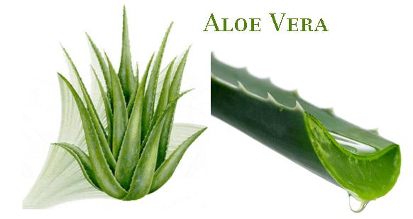 Aloe extract
