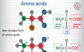 Amino Acids