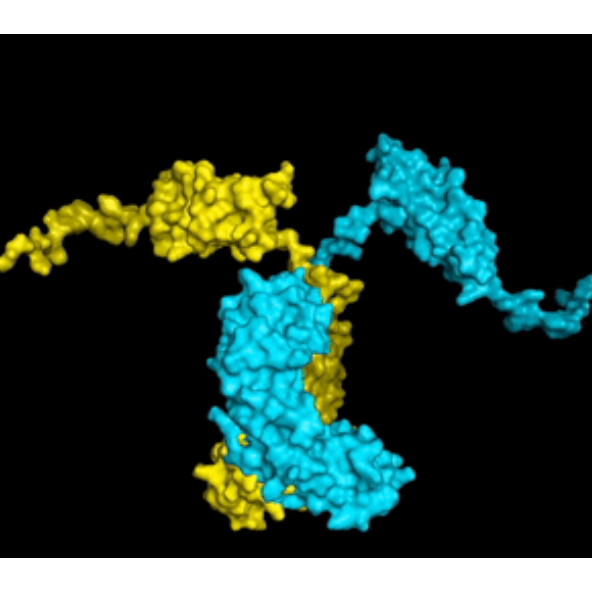 Antibody Development and Production Service