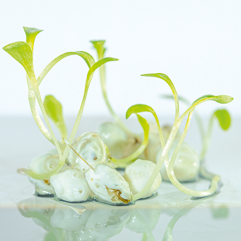 Applied R&D in Encapsulation Technology 2