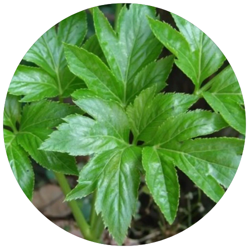 Ashitaba Leaves Extract 1